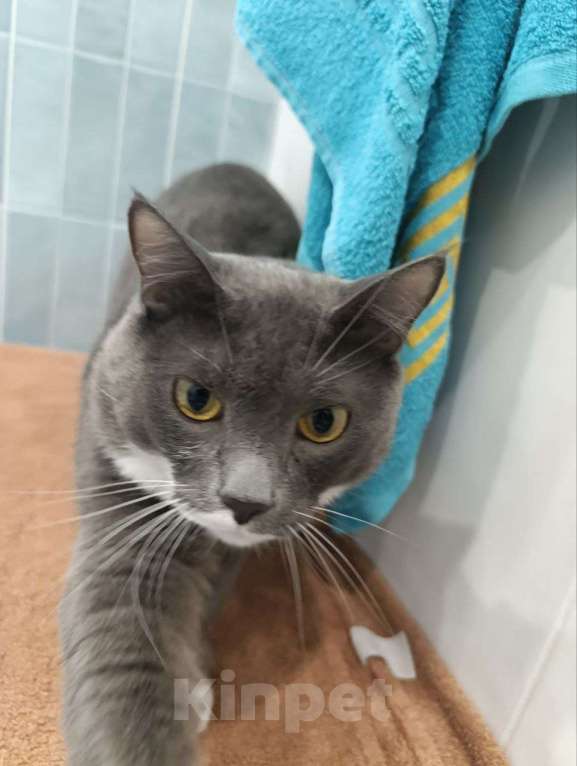 Кошки в Тюмени: Кот Феликс и Кошка Зефирка Мальчик, Бесплатно - фото 1