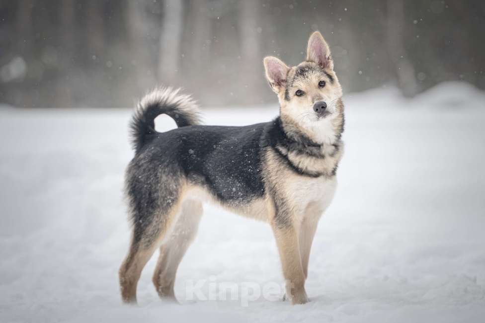 Собаки в Клине: Мира — звонкое счастье Девочка, Бесплатно - фото 4