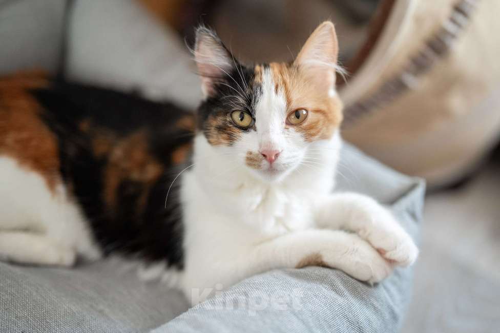 Кошки в Москве: Классная кошечка ищет дом Девочка, Бесплатно - фото 1