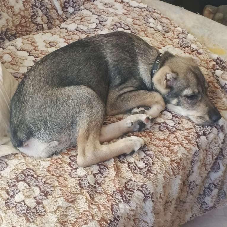 Собаки в Москве: Мини собака в добрые руки.  Девочка, 1 руб. - фото 2