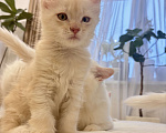 Кошки в Калининграде: Чистокровный котенок Мэйкун, es 22 Мальчик, 35 000 руб. - фото 6