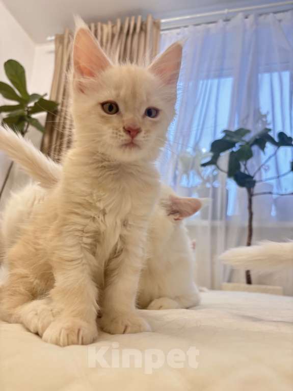 Кошки в Калининграде: Чистокровный котенок Мэйкун, es 22 Мальчик, 35 000 руб. - фото 6