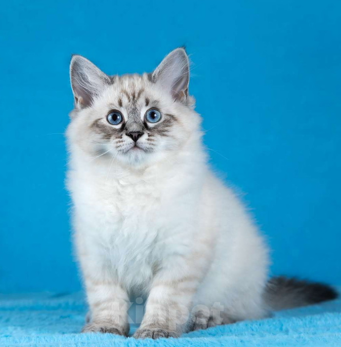 Кошки в Москве: Невские маскарадные котята Девочка, 50 000 руб. - фото 3