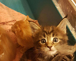 Кошки в Лянторе: Котенок мейнкун, 30 000 руб. - фото 8