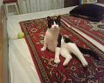 Кошки в Новокубанске: Кот Феликс, Бесплатно - фото 1