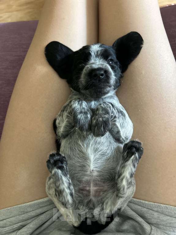 Собаки в Нижнем Новгороде: Щенки русского спаниеля Девочка, 15 000 руб. - фото 3