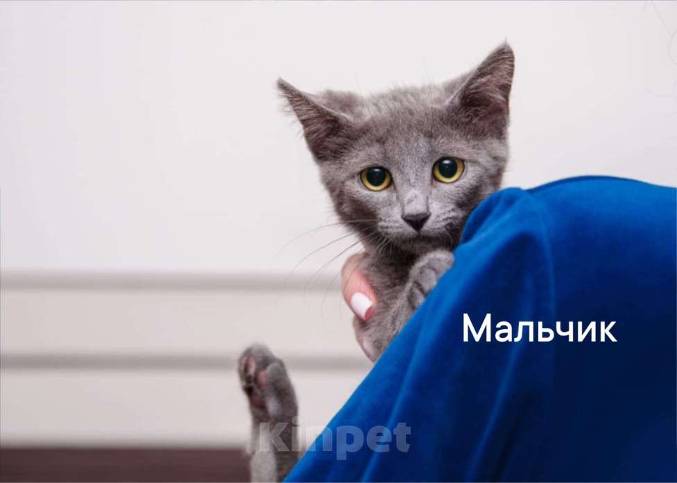 Кошки в Одинцово: котята Девочка, Бесплатно - фото 1