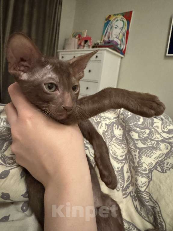 Кошки в Волгограде: Орики готовы к переезду Мальчик, Бесплатно - фото 4