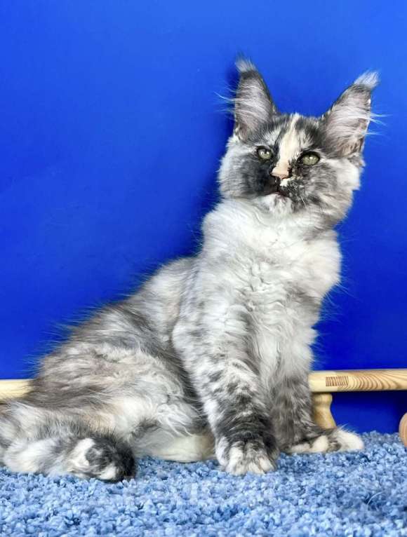 Кошки в других городах Ленинградской области: мейн кун котенок Девочка, 35 000 руб. - фото 1