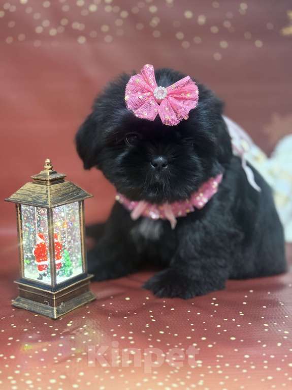 Собаки в Смоленске: Щенок ши тцу Девочка, 45 000 руб. - фото 1