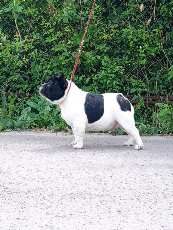 Собаки в Воронеже: Французский бульдог Мальчик, Бесплатно - фото 1