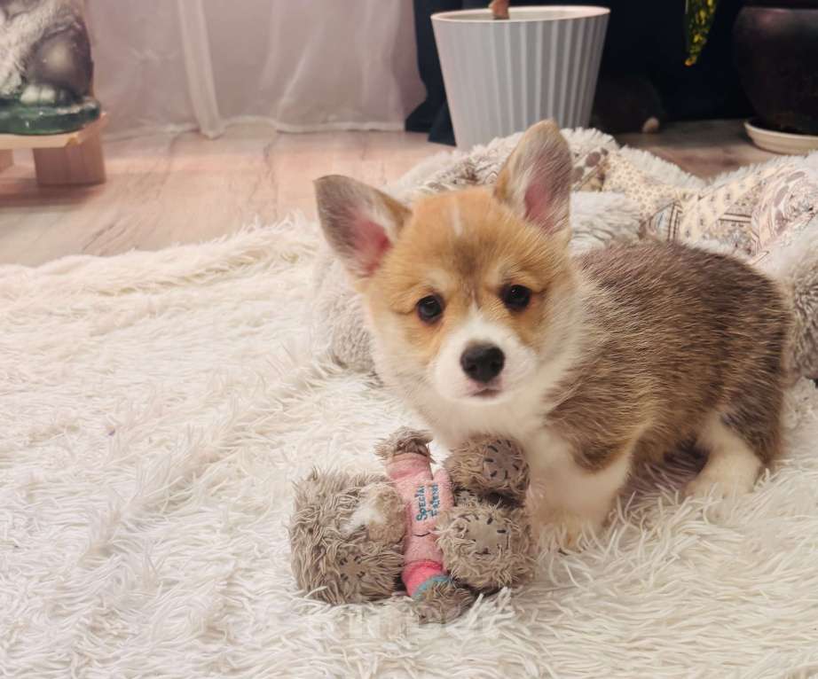 Собаки в Москве: Мальчики коржики Мальчик, 60 000 руб. - фото 3