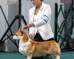 Собаки в Москве: Вельш корги пемброк Мальчик, Бесплатно - фото 2