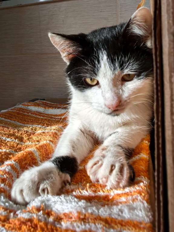 Кошки в Туле: Отдам в хорошие ручки Мальчик, Бесплатно - фото 3