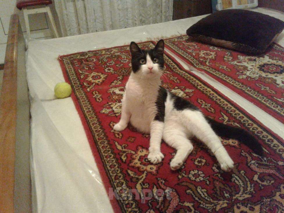 Кошки в Новокубанске: Кот Феликс, Бесплатно - фото 1