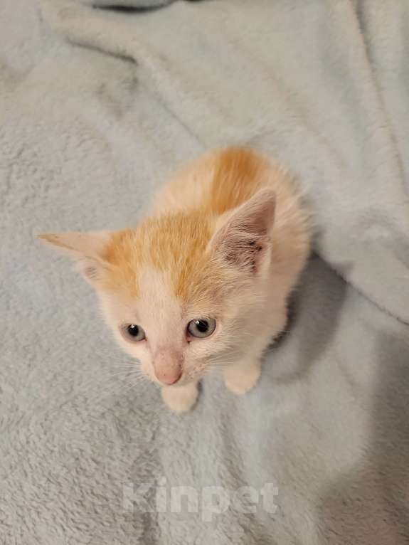 Кошки в Балашихе: Бело рыжая кошечка Девочка, 1 руб. - фото 2