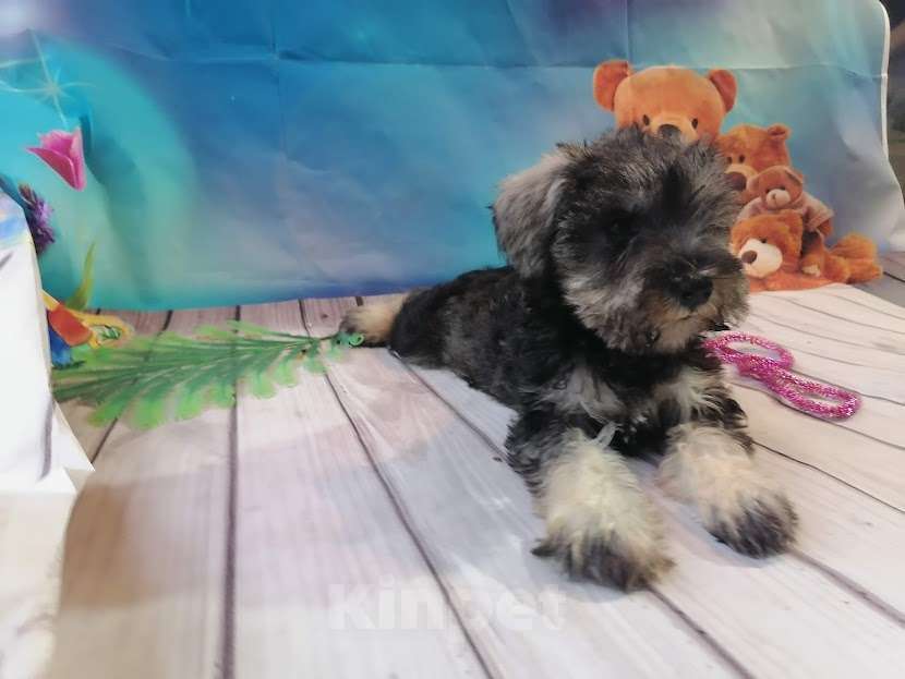 Собаки в Санкт-Петербурге: Цвергшнауцер девочка Девочка, 40 000 руб. - фото 3