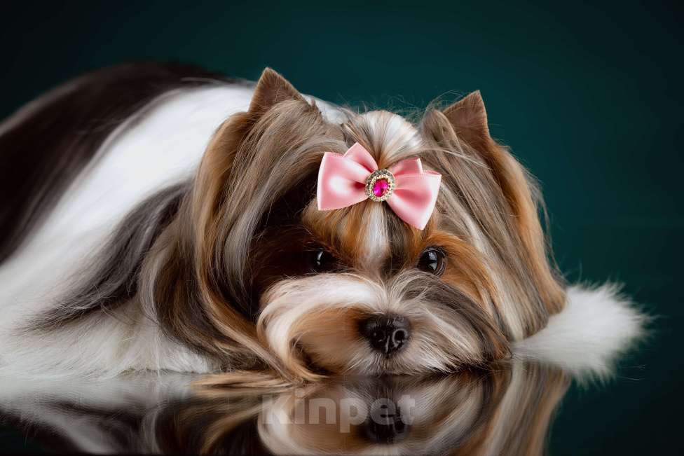 Собаки в Москве: Девочка Бивер Девочка, 265 000 руб. - фото 8