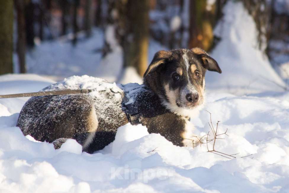 Собаки в Москве: Щенок Алабая в добрые руки  Мальчик, Бесплатно - фото 4