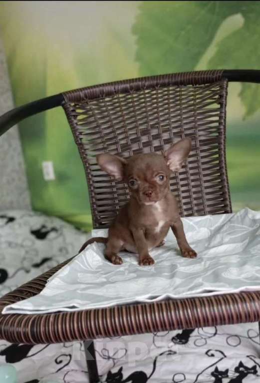 Собаки в Узловой: Продам в хорошие руки чихуахуа Девочка, 50 000 руб. - фото 3