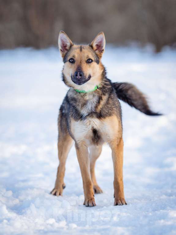 Собаки в Москве: Дина небольшая собака-компаньон. Девочка, Бесплатно - фото 4