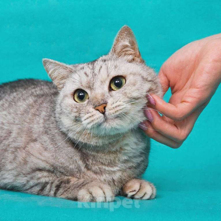 Кошки в Москве: Кошечка Молли в поисках замечательной семьи Девочка, 33 руб. - фото 5