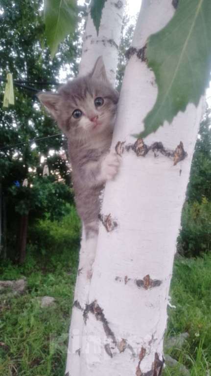 Кошки в других городах Челябинской области: Раздаëм котят, родились 26 июня Девочка, Бесплатно - фото 3