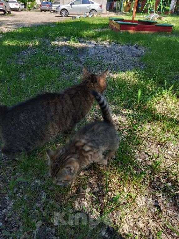Кошки в Воронеже: Отдадим в хорошие руки котенка и кошку Разнополые, Бесплатно - фото 5