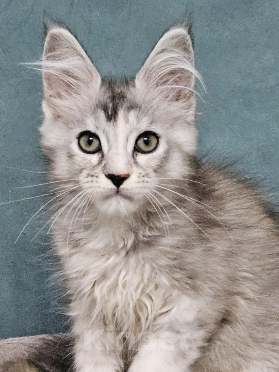 Кошки в Мытищах: Котёнок Мейн-кун Девочка, 30 000 руб. - фото 1