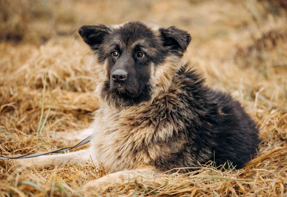 Собаки в Москве: Большой, трусливый великан ищет семью Мальчик, Бесплатно - фото 3