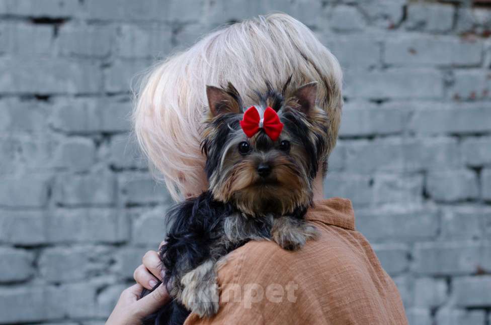 Собаки в Москве: Йоркширский терьер девочка Девочка, Бесплатно - фото 2