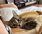 Кошки в Перми: Котенок - мальчик в добрые руки Мальчик, Бесплатно - фото 2