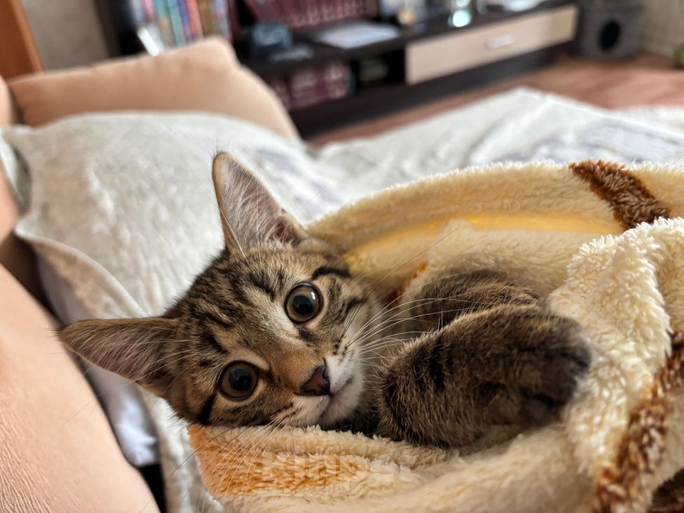 Кошки в Перми: Котенок - мальчик в добрые руки Мальчик, Бесплатно - фото 2