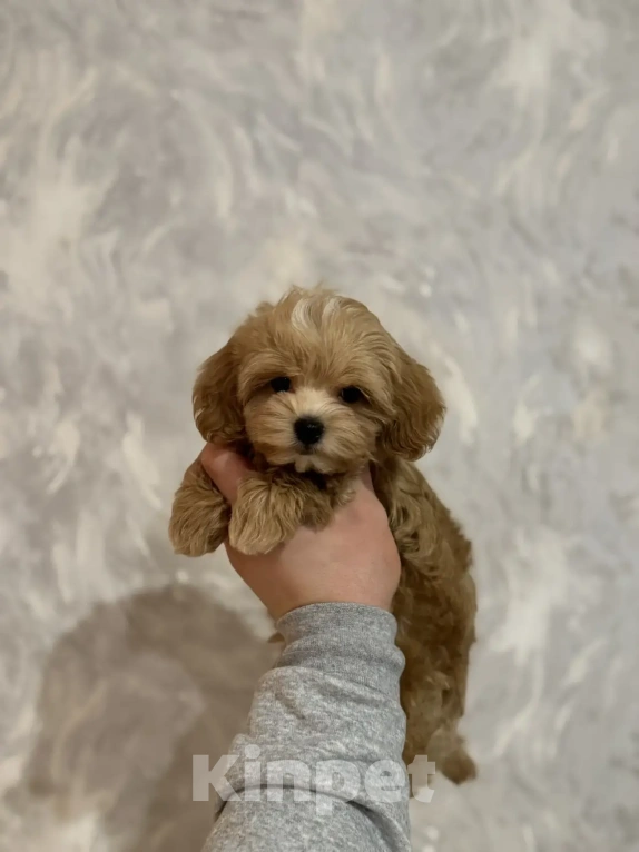 Собаки в Екатеринбурге: Мальтипу f1 Девочка, 110 000 руб. - фото 1