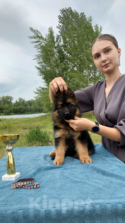 Собаки в Минусинске: Щенки немецкой овчарки длинношёрстные Мальчик, 60 000 руб. - фото 1