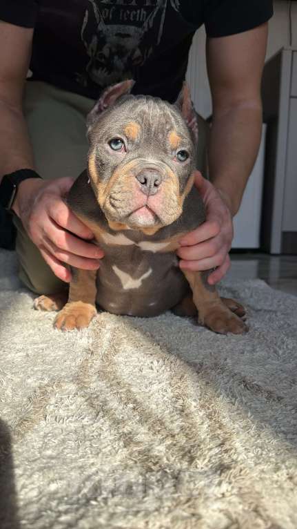 Собаки в Сочи: Девочка серая подпал триколор Девочка, Бесплатно - фото 2