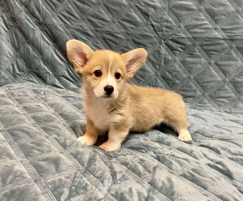 Собаки в других городах Московской области: Мальчик 1 Мальчик, 50 000 руб. - фото 2