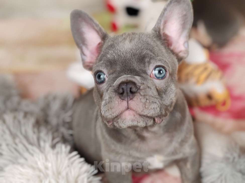 Собаки в Санкт-Петербурге: Шикарный лиловый мальчик  Мальчик, 80 000 руб. - фото 2