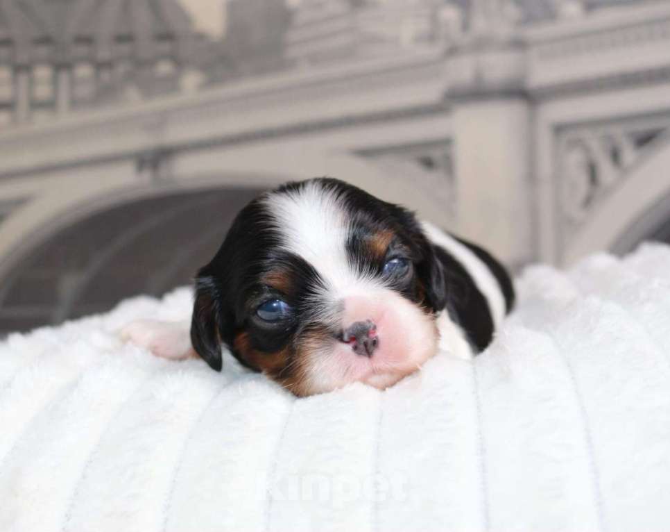 Собаки в Москве: Кавалер кинг чарльз спаниель триколор и бленхейм Мальчик, 80 000 руб. - фото 2