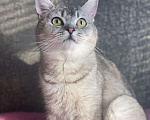Кошки в Москве: Молодого породистого котика выкинули Мальчик, Бесплатно - фото 2