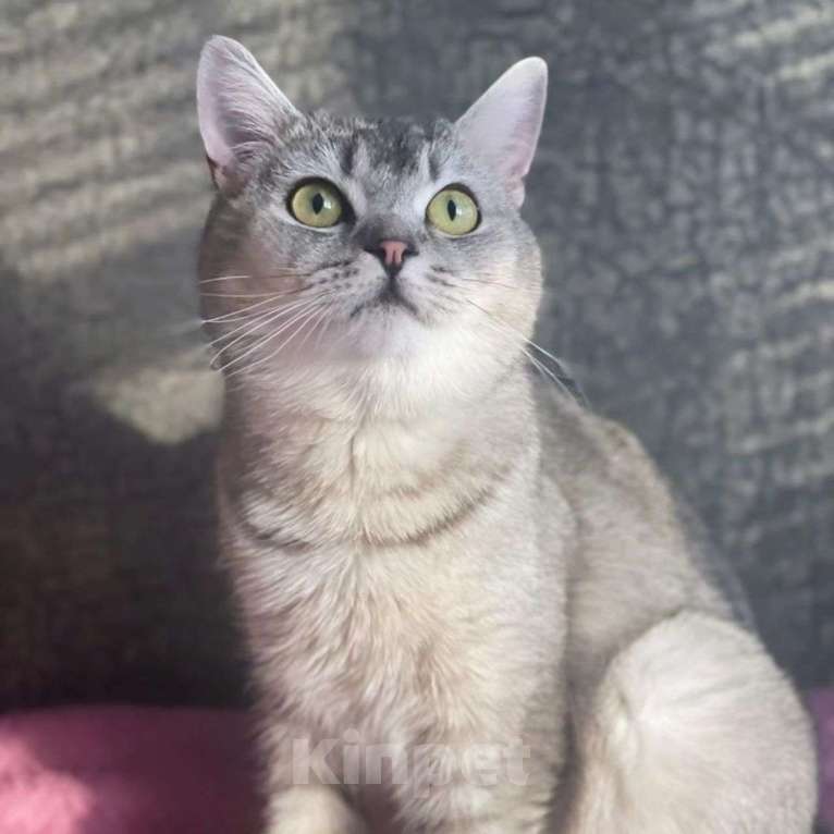Кошки в Москве: Молодого породистого котика выкинули Мальчик, Бесплатно - фото 2