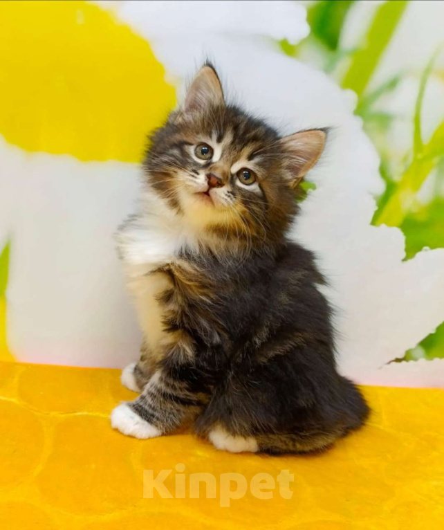 Кошки в Чите: Драгоценные котята курильского бобтейла Девочка, 25 000 руб. - фото 3