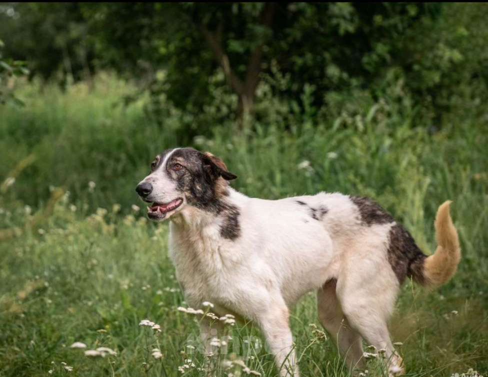Собаки в других городах Владимирской области: Самая душевная и добрая собака! В добрые руки Девочка, Бесплатно - фото 1