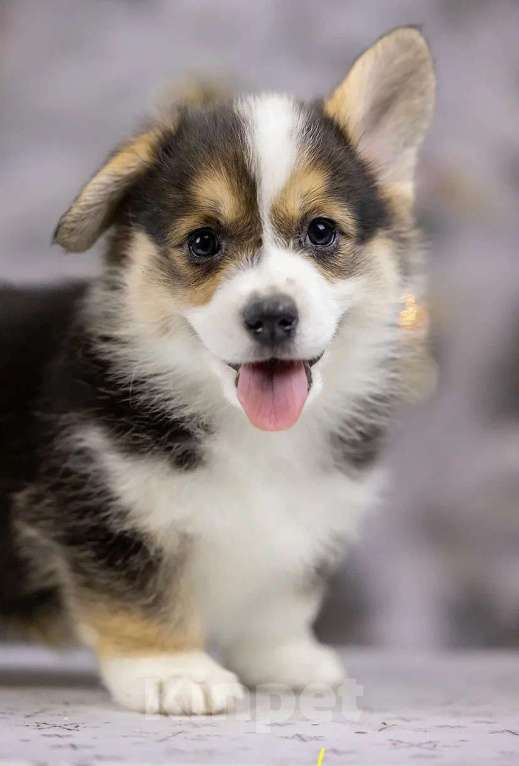 Собаки в Раменском: IZ IMPERII ADAMANT 🐾🐾🐾 Девочка, 95 000 руб. - фото 4