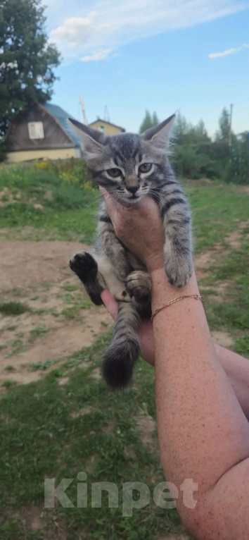 Кошки в других городах Московской области: Отдам котика Мальчик, Бесплатно - фото 2