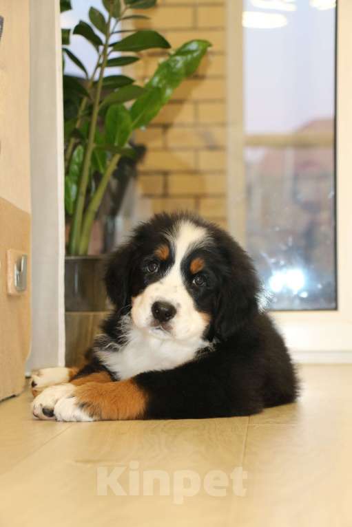 Собаки в Челябинске: бернский зенненхунд девочки Девочка, 70 000 руб. - фото 5