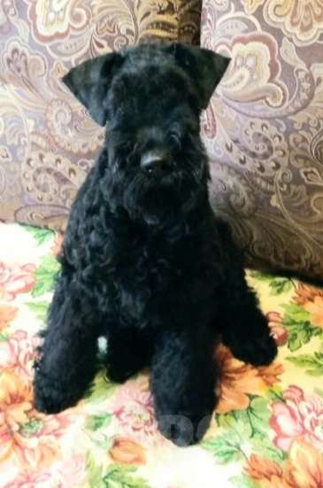 Собаки в Перми: Щенок керри-блю-терьер Мальчик, 50 000 руб. - фото 1