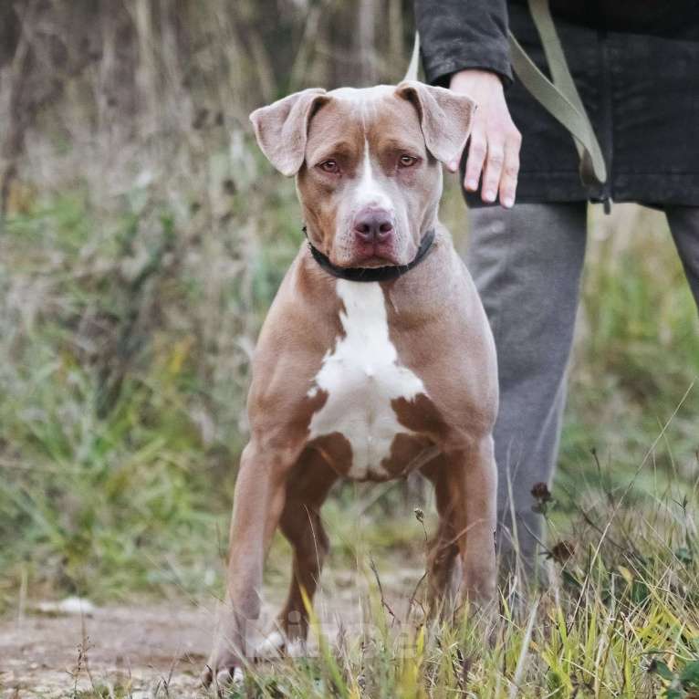 Собаки в Москве: Молодая питбуль Бежа в дар Девочка, 1 руб. - фото 9