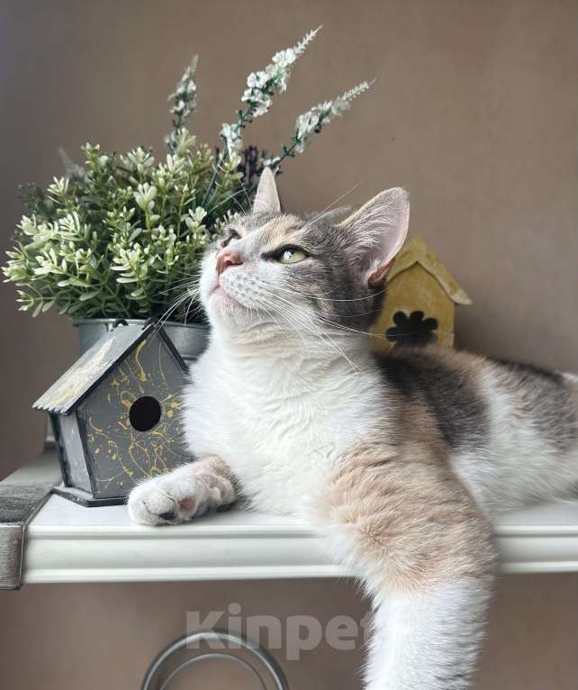 Кошки в Москве: Сладкая Карамелька в дар  Девочка, Бесплатно - фото 5