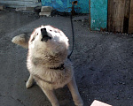 Собаки в Барнауле: кобель на вязку Мальчик, Бесплатно - фото 2